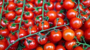 Pěstování keříčkových rajčat