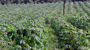Maniok pěstování
